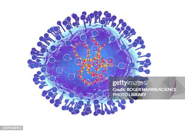 stockillustraties, clipart, cartoons en iconen met human metapneumovirus, illustration - humaan metapneumovirus