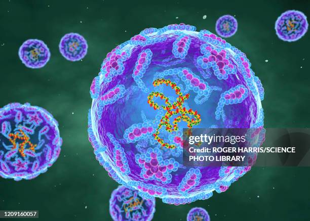 ilustrações, clipart, desenhos animados e ícones de polio viruses, illustration - rna