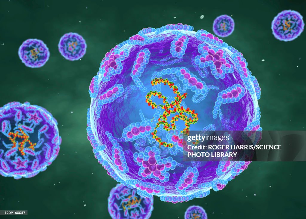 Polio viruses, illustration