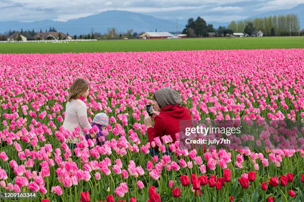 skagit valley tulip field - seattle in the spring stock pictures, royalty-free photos & images