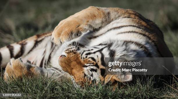 One of the 39 tigers rescued in 2017 from Joe Exotic's G.W. Exotic Animal Park plays at the Wild Animal Sanctuary on April 5, 2020 in Keenesburg,...