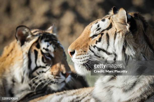 Pair of the 39 tigers rescued in 2017 from Joe Exotic's G.W. Exotic Animal Park relax at the Wild Animal Sanctuary on April 5, 2020 in Keenesburg,...