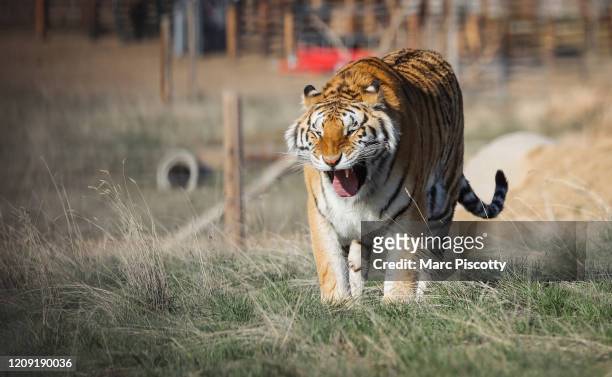 One of the 39 tigers rescued in 2017 from Joe Exotic's G.W. Exotic Animal Park walks around its enclosure at the Wild Animal Sanctuary on April 5,...