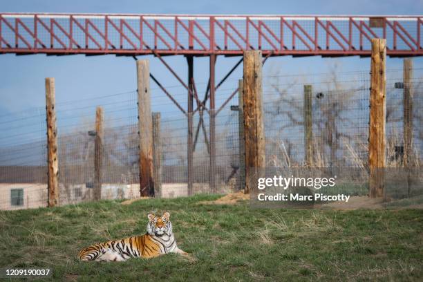 One of the 39 tigers rescued in 2017 from Joe Exotic's G.W. Exotic Animal Park relaxes at the Wild Animal Sanctuary on April 5, 2020 in Keenesburg,...