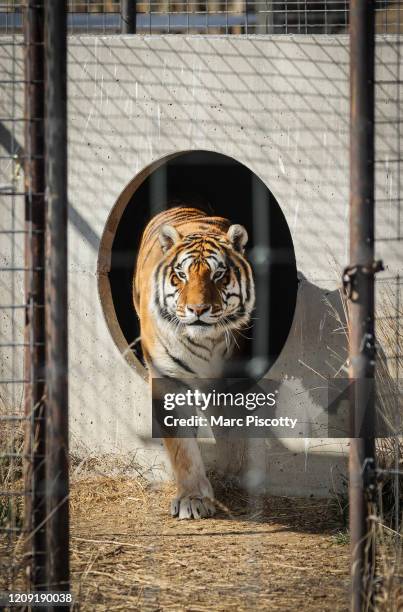 One of the 39 tigers rescued in 2017 from Joe Exotic's G.W. Exotic Animal Park exits its den at the Wild Animal Sanctuary on April 5, 2020 in...