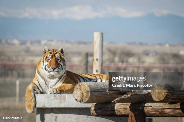 One of the 39 tigers rescued in 2017 from Joe Exotic's G.W. Exotic Animal Park relaxes in its enclosure at the Wild Animal Sanctuary on April 5, 2020...