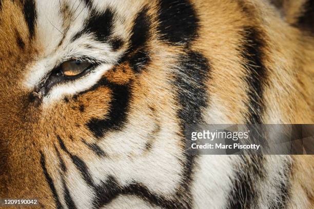 One of the 39 tigers rescued in 2017 from Joe Exotic's G.W. Exotic Animal Park relaxes at the Wild Animal Sanctuary on April 5, 2020 in Keenesburg,...