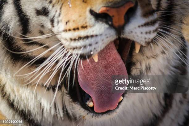 One of the 39 tigers rescued in 2017 from Joe Exotic's G.W. Exotic Animal Park yawns at the Wild Animal Sanctuary on April 5, 2020 in Keenesburg,...