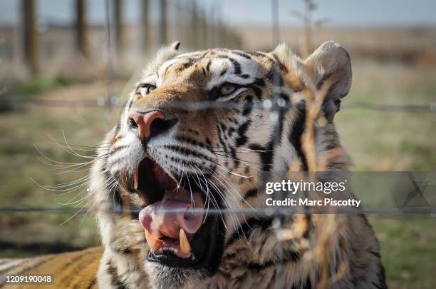 One of the 39 tigers rescued in 2017 from Joe Exotic's G.W. Exotic Animal Park yawns at the Wild Animal Sanctuary on April 5, 2020 in Keenesburg,...