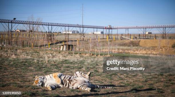 One of the 39 tigers rescued in 2017 from Joe Exotic's G.W. Exotic Animal Park suns itself at the Wild Animal Sanctuary on April 5, 2020 in...