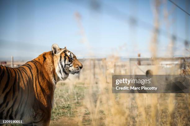 One of the 39 tigers rescued in 2017 from Joe Exotic's G.W. Exotic Animal Park watches volunteers at the Wild Animal Sanctuary on April 5, 2020 in...