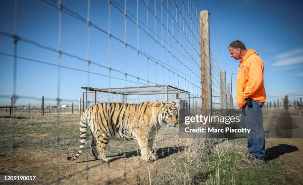 Wild Animal Sanctuary employee Kent Drotar checks in on one of the 39 tigers rescued in 2017 from Joe Exotic's G.W. Exotic Animal Park at the Wild...