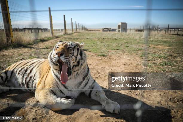 One of the 39 tigers rescued in 2017 from Joe Exotic's G.W. Exotic Animal Park yawns while relaxing at the Wild Animal Sanctuary on April 5, 2020 in...