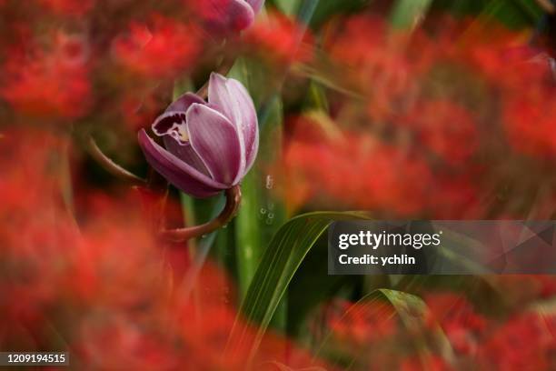 orchids blooming in the garden - taichung stockfoto's en -beelden