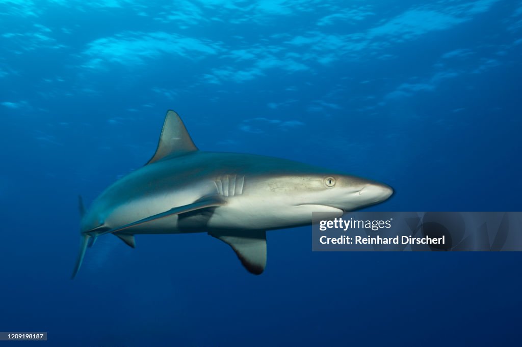 Grey Reef Shark, Carcharhinus amblyrhynchos, Fakarava, Tuamotu Archipel, French Polynesia