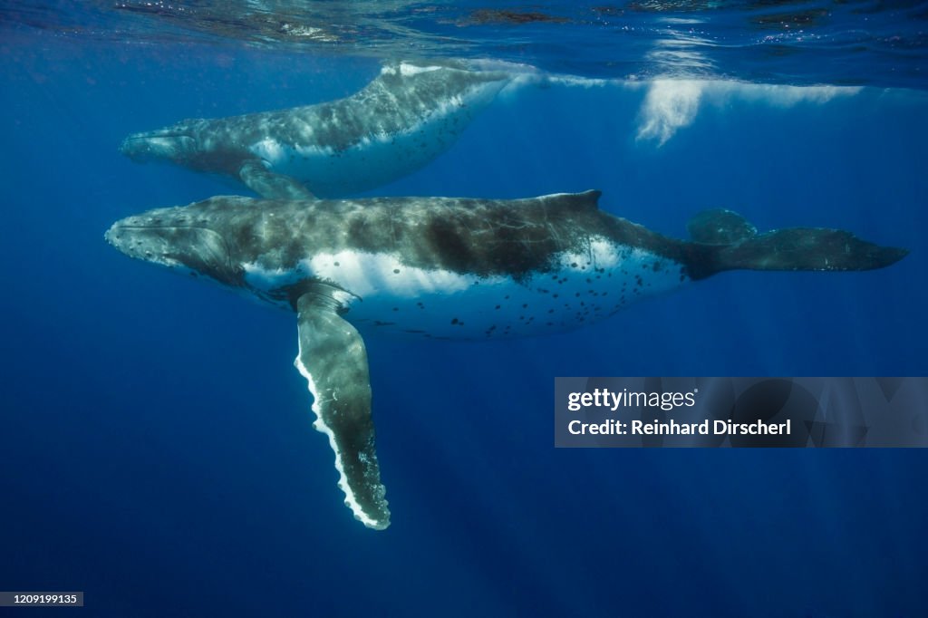 Humpback Whale, Megaptera novaeangliae, Tuamotu Archipel, French Polynesia