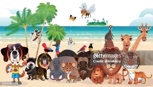 cute animals on the beach - cassowary stock illustrations