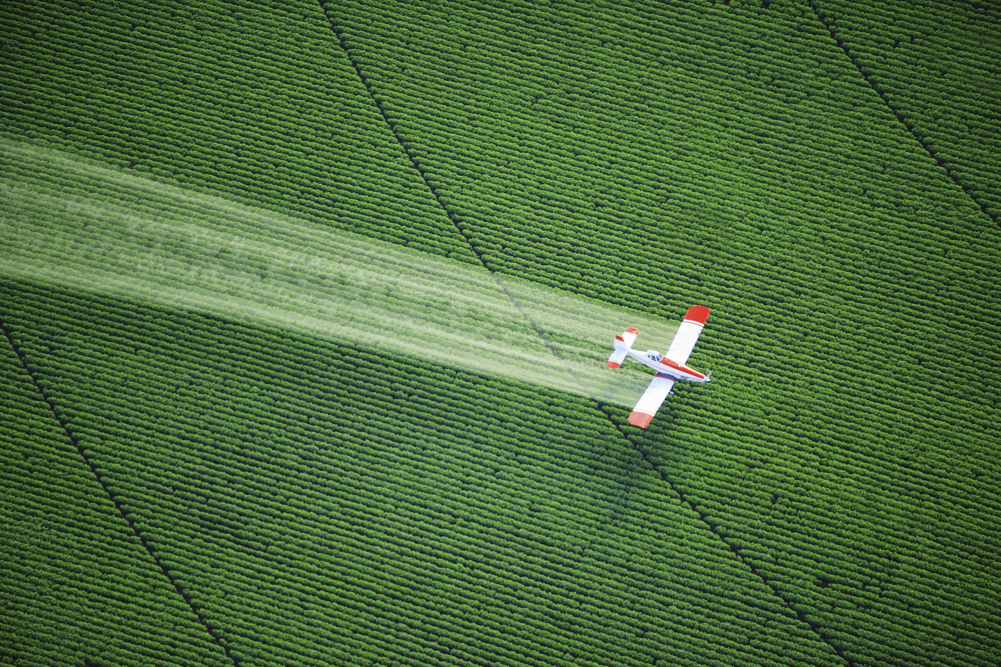 applying insecticide