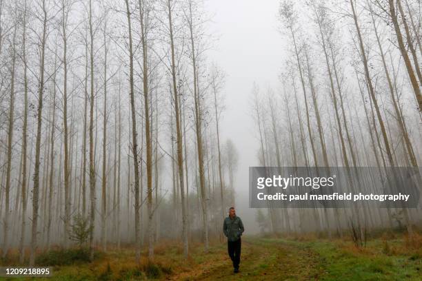 solitary man in misty forest - paul wood stock pictures, royalty-free photos & images
