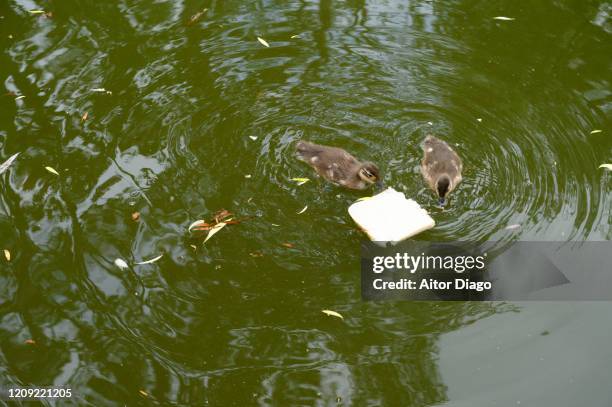 1,178 Duck Eating Stock Photos, High-Res Pictures, and Images - Getty