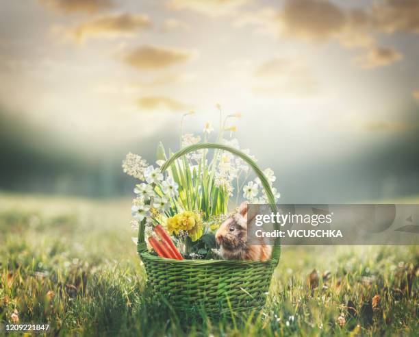 easter basket with spring flowers , rabbit and carrots - easter basket - fotografias e filmes do acervo