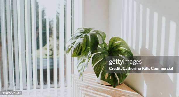 monstera deliciosa plant - wall summer light imagens e fotografias de stock