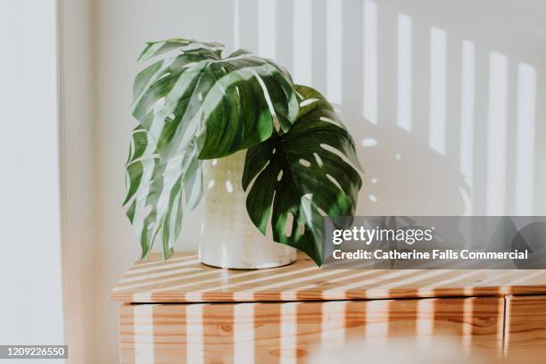 monstera deliciosa plant - light beam wall stock pictures, royalty-free photos & images