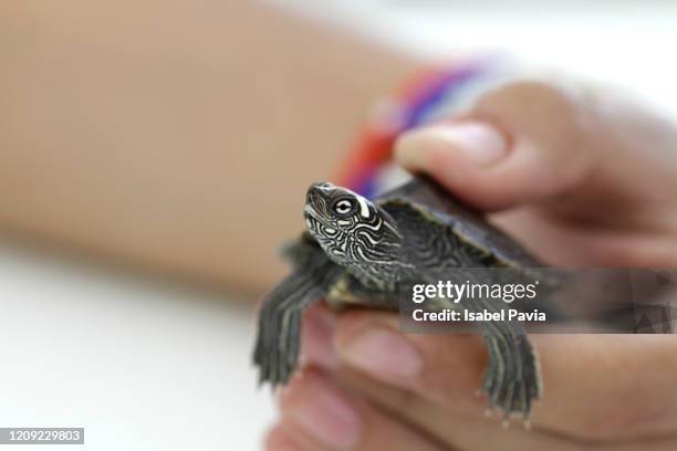 cropped image of hand holding turtle - pet turtle stock pictures, royalty-free photos & images