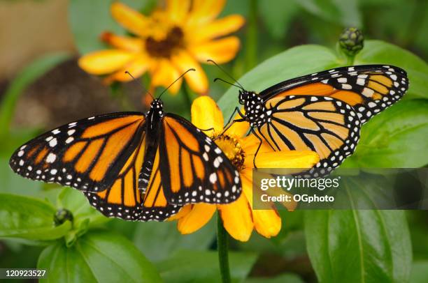 pair of monarch butterflies - two animals stock pictures, royalty-free photos & images