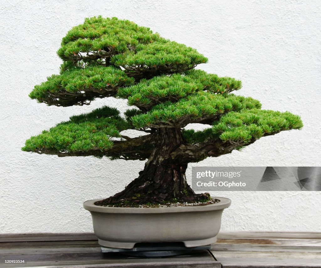 Bonsai tree