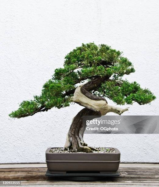 bonsai tree - bonsai stock-fotos und bilder