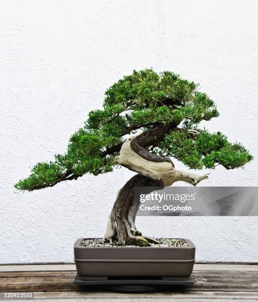 bonsai tree - banzai stock pictures, royalty-free photos & images