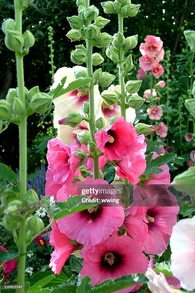 Holy Hawk Hollyhock Garden High-Res Stock Photo - Getty Images