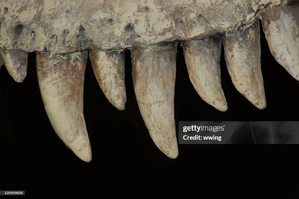 Fierce Dinosaur Teeth