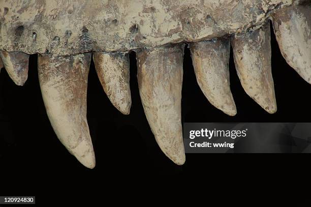 feroz dinossauro dentes - fossil - fotografias e filmes do acervo