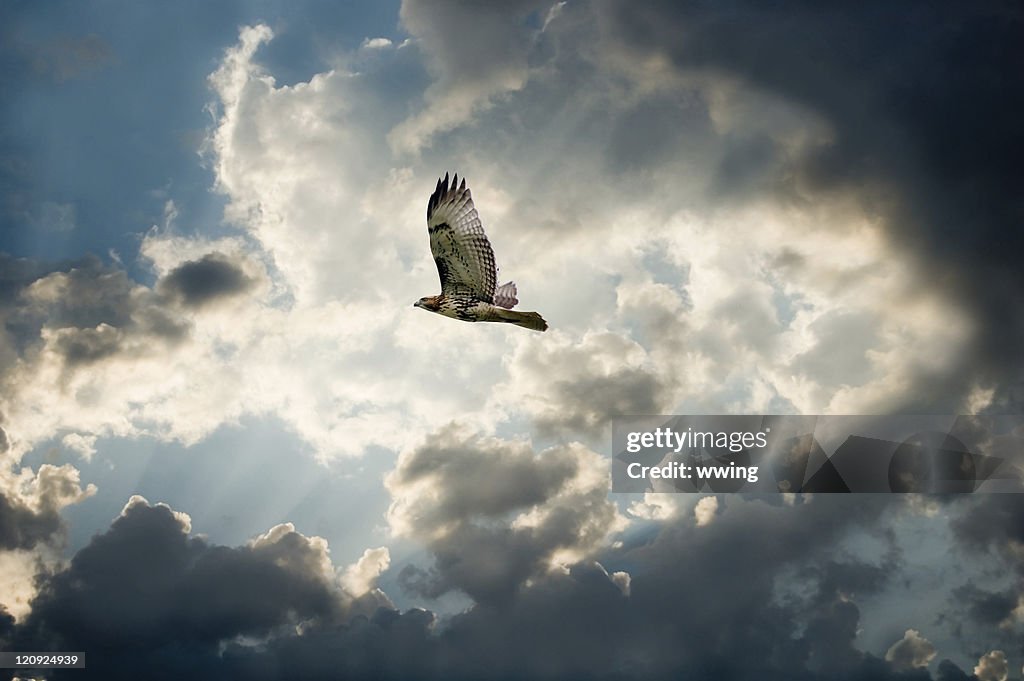 Hawk and Moody Sky with dark clouds forming