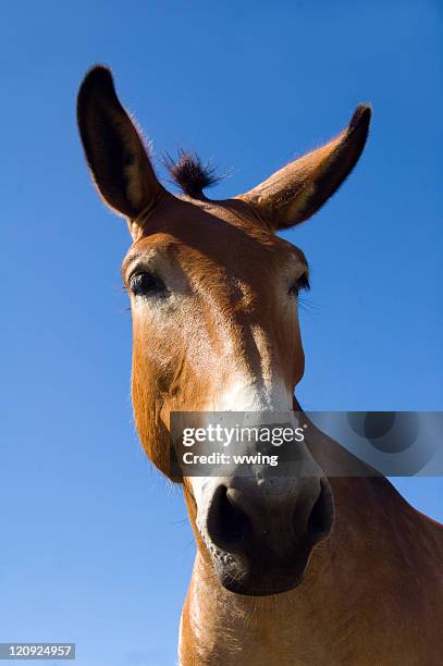 mule - full face view - mule stock pictures, royalty-free photos & images