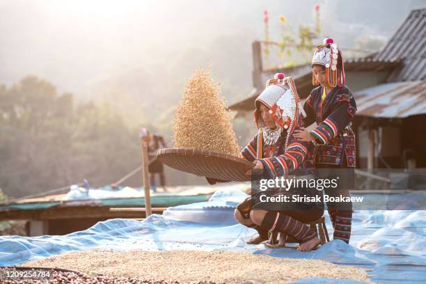 akha woman, mother and child, cleaning red coffee beans on a bunch of arabica coffee - akha woman stock pictures, royalty-free photos & images