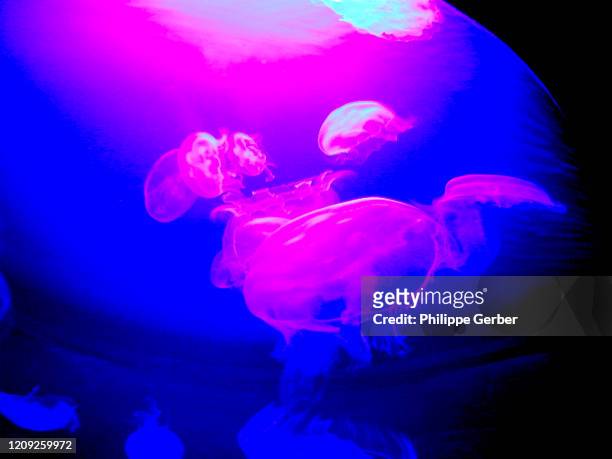 jellyfish - phosphorescence stock-fotos und bilder