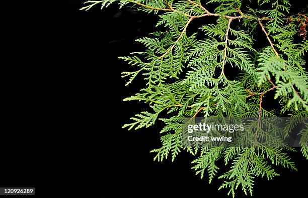 cedar boughs sobre negro - cedar tree fotografías e imágenes de stock