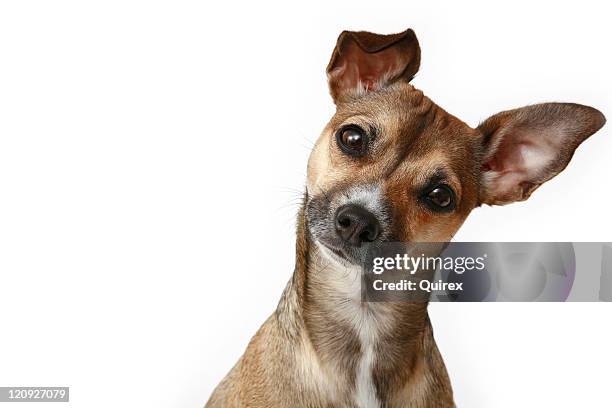 curioso chihuahua - preguntas fondo blanco fotografías e imágenes de stock