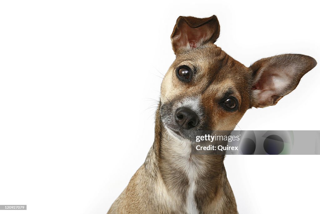 Inquisitive Chihuahua