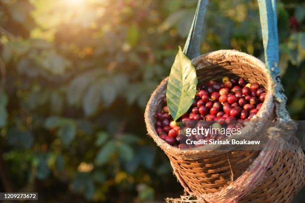 cherry coffee beans in the gardener's basket fresh - coffee farm stock pictures, royalty-free photos & images
