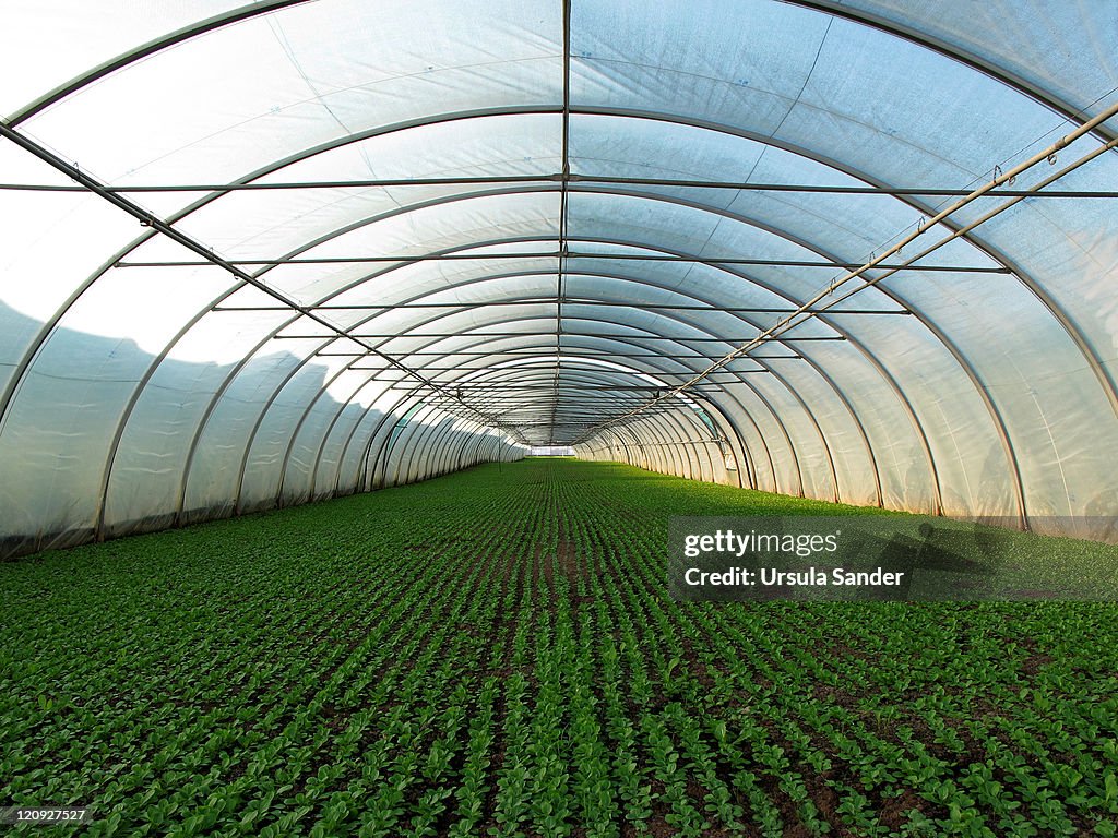 Green Rows in Greenhouse planted for Health