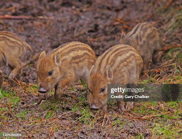 wild boar piglets [sus scrofa] - big hair stockfoto's en -beelden