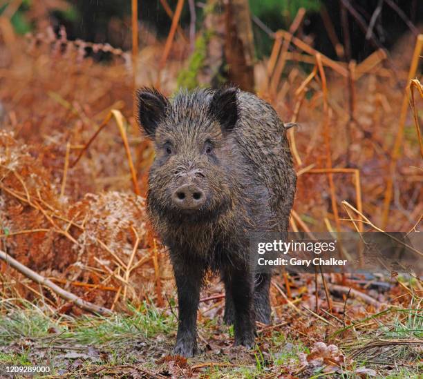 wild boar  [sus scrofa] - wildschwein stock-fotos und bilder