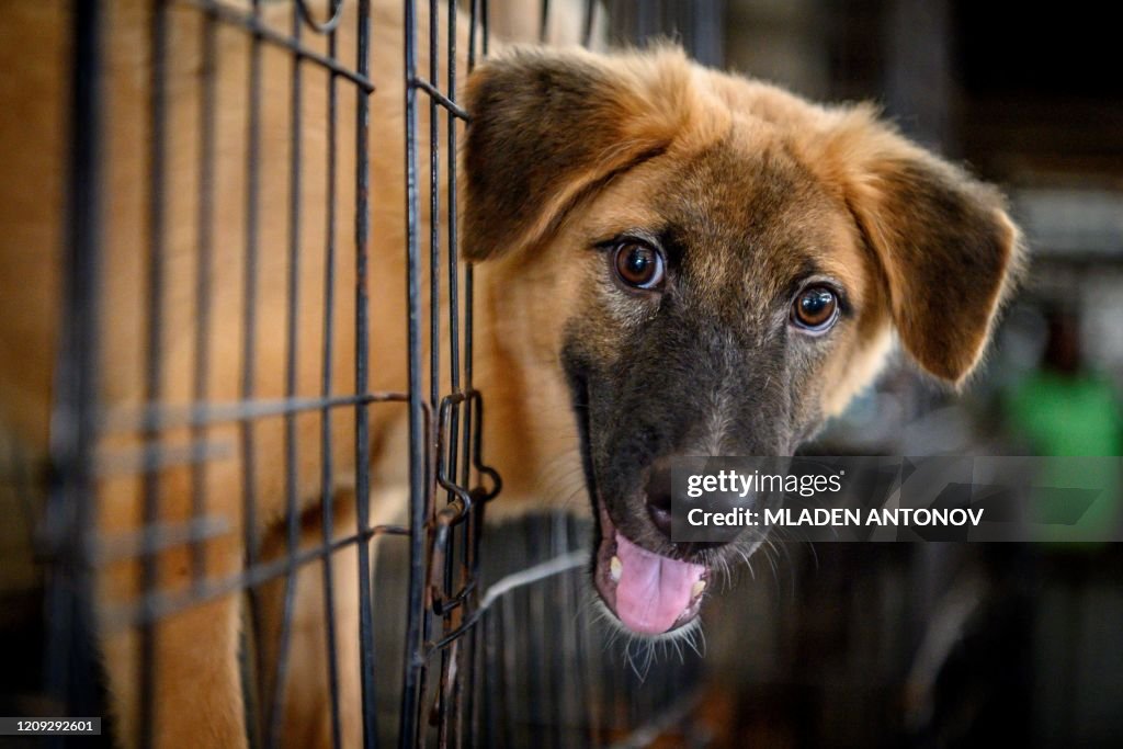 THAILAND-HEALTH-VIRUS-ANIMAL-DOGS