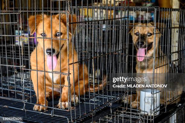 Dogs who have just arrived wait in cages before being introduced to the general population at Auntie Ju's shelter for stray dogs on the outskirts of...