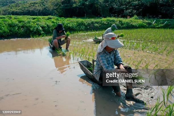 This photo taken on March 22, 2020 shows farmers planting rice in paddy fields in the remote Yi O village on the outlying Lantau Island in Hong Kong....