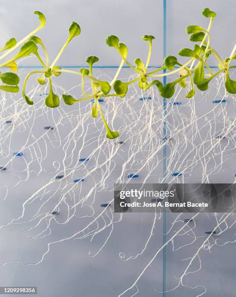 seeds germinating in a plate of gel ms with antibiotics. petri dish with arabidopsis mutant seedlings. spain - crop plant stock-fotos und bilder